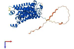 AlphaFold protein structure predicition of Mouse Recombinant Rhcg Protein, UniprotID Q9QXP0