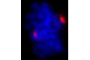 Immunofluorescence (IF) image for anti-Pericentrin (PCNT) (AA 175-225) antibody (ABIN7448392)