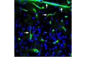 Expression of Syntrophin alpha 1 in mouse neocortex - Immunohistochemical staining of perfusion-fixed frozen mouse brain sections using Anti-α1-Syntrophin (SNTA1) Antibody (ABIN7043797, ABIN7045164 and ABIN7045165), (1:400), followed by anti-rabbit-AlexaFluor-488 antibody (green).
