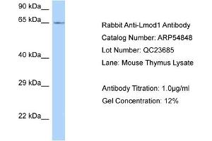 Western Blotting (WB) image for anti-Leiomodin 1 (LMOD1) (C-Term) antibody (ABIN2785919) (Leiomodin 1 anticorps  (C-Term))