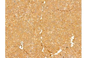 ABIN7094734 and ABIN7098785 at 1/100 staining Rat liver tissue by IHC-P.