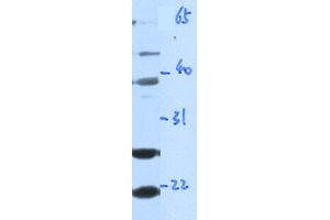 WB Suggested Anti-GZMA Antibody Titration: 0. (GZMA anticorps  (Middle Region))