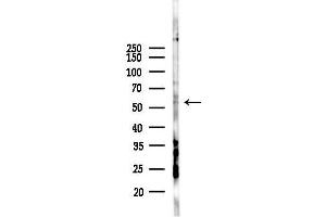 Western blot analysis of lysates from PC12 cells(LPS 4h treatment), using SNAP47 Antibody at 1/1000 dilution.