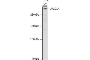 Western blot analysis of extracts of PC-3 cells, using A Rabbit mAb (ABIN7265699) at 1:500 dilution. (ARID1A anticorps)