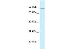 Western Blot showing SCYL1 antibody used at a concentration of 1 ug/ml against Fetal Brain Lysate (SCYL1 anticorps  (C-Term))