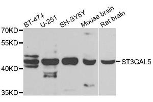 Western blot analysis of extracts of various cell lines, using ST3GAL5 antibody. (ST3GAL5 anticorps  (AA 80-200))