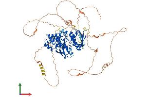 AlphaFold protein structure predicition of Mouse Recombinant Frmd7 Protein, UniprotID A2AD83
