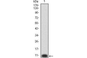 Western blot analysis using P2RY8 mAb against human P2RY8 (AA: extra mix) recombinant protein. (P2RY8 anticorps)