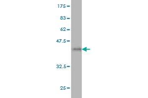 Western Blot detection against Immunogen (37. (IDI1 anticorps  (AA 175-283))