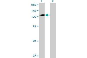 Western Blot analysis of DGKZ expression in transfected 293T cell line by DGKZ MaxPab polyclonal antibody. (DGKZ anticorps  (AA 1-929))