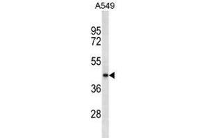 SRD5A2L2 Antibody (C-term)(Ascites) ABIN1539981 western blot analysis in A549 cell line lysates (35 μg/lane). (SRD5A2L2 anticorps  (C-Term))