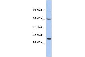 WB Suggested Anti-ATOH7 Antibody Titration:  0. (ATOH7 anticorps  (C-Term))