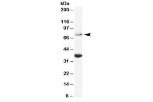 Western blot testing of HeLa lysate with ORC3L antibody at 2ug/ml. (ORC3 anticorps)