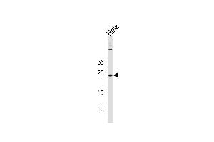 Western blot analysis in Hela cell line lysates (35ug/lane). (BLOC1S4 anticorps  (AA 114-143))