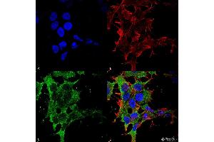 Immunocytochemistry/Immunofluorescence analysis using Mouse Anti-GABA-B Receptor 2 Monoclonal Antibody, Clone S81-2 .