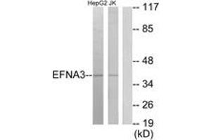 Western blot analysis of extracts from HepG2/Jurkat cells, using EFNA3 Antibody. (Ephrin A3 anticorps  (AA 161-210))