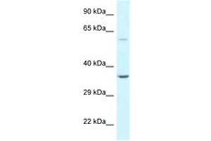 Image no. 1 for anti-BCL2-Associated Athanogene 5 (BAG5) (AA 74-123) antibody (ABIN6747641) (BAG5 anticorps  (AA 74-123))