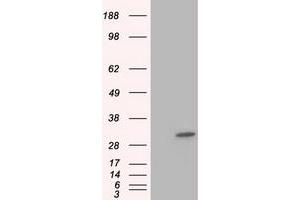 Image no. 1 for anti-Ketohexokinase (KHK) antibody (ABIN1499024) (Ketohexokinase anticorps)