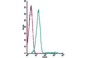 Cell surface detection of GPR91 by direct flow cytometry in live intact human Jurkat T-cell leukemia cells: + Rabbit IgG isotype control-PE. (SUCNR1 anticorps  (Extracellular) (PE))