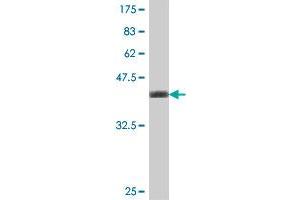 Western Blot detection against Immunogen (37.