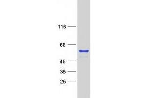 Validation with Western Blot