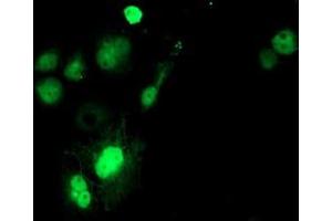 Anti-SAT2 mouse monoclonal antibody (ABIN2455748) immunofluorescent staining of COS7 cells transiently transfected by pCMV6-ENTRY SAT2 (RC204044).