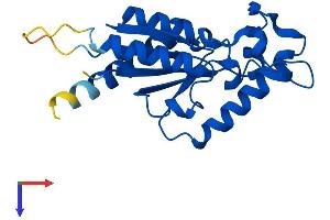 AlphaFold protein structure predicition of Human Recombinant NMRK1 Protein, UniprotID Q9NWW6