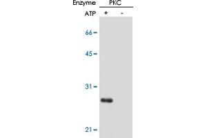 In vitro kinase reaction and detection of phosphorylation of CPI-17 at Thr38 residue by using CPI-17 (phospho T38) monoclonal antibody, clone AK-1F11 .