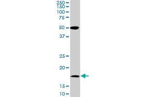 BATF monoclonal antibody (M01), clone 8A12.