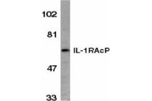 Western blot analysis of IL-1RAcP in HeLa whole cell lysate with AP30411PU-N IL-1RAcP antibody (C2) at 1/1000 dilution. (FBXO43 anticorps  (C-Term))