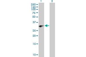 Western Blot analysis of PRRX2 expression in transfected 293T cell line by PRRX2 MaxPab polyclonal antibody. (PRRX2 anticorps  (AA 1-253))