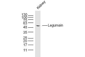 Moues kidney lysates probed with Legumain Polyclonal Antibody, unconjugated  at 1:300 overnight at 4°C followed by a conjugated secondary antibody at 1:10000 for 90 minutes at 37°C.
