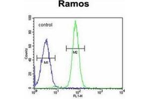 Flow cytometric analysis of Ramos cells using GUCY2D / GUCY2D / RETGC1 Antibody (Center) Cat. (GUCY2D anticorps  (Middle Region))