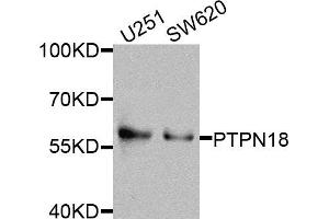 Western blot analysis of extracts of various cells, using PTPN18 antibody. (PTPN18 anticorps)