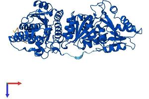 AlphaFold protein structure predicition of Mouse Recombinant Tktl2 Protein, UniprotID Q9D4D4