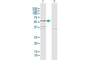 Western Blot analysis of BCL3 expression in transfected 293T cell line by BCL3 MaxPab polyclonal antibody. (BCL3 anticorps  (AA 1-446))