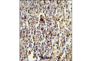 CD1E Antibody immunohistochemistry analysis in formalin fixed and paraffin embedded human spleen followed by peroxidase conjugation of the secondary antibody and DAB staining. (CD1e anticorps  (AA 184-212))