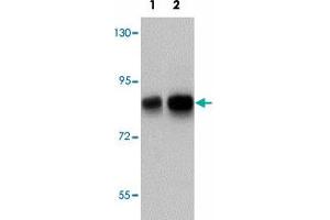 Western blot analysis of TCF12 in HeLa cell lysate with TCF12 polyclonal antibody  at (1) 0. (TCF12 anticorps  (N-Term))