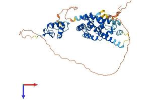 AlphaFold protein structure predicition of Human Recombinant NR2F1 Protein, UniprotID P10589