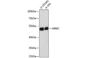 Western blot analysis of extracts of various cell lines using ARRB2 Polyclonal Antibody at dilution of 1:1000.