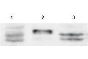 Image no. 1 for anti-Sprouty RTK Signaling Antagonist 4 (SPRY4) (AA 306-322) antibody (ABIN401284) (SPRY4 anticorps  (AA 306-322))