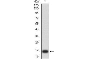Western blot analysis using ERCC1 mAb against human ERCC1 (AA: 1-120) recombinant protein. (ERCC1 anticorps  (AA 1-120))