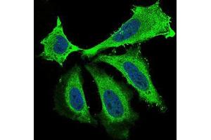 Immunofluorescence analysis of Hela cells using BDNF mouse mAb (green). (BDNF anticorps  (AA 19-248))