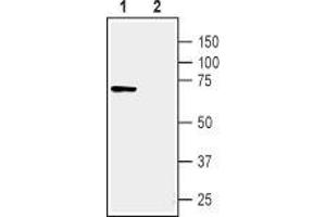 Western blot analysis of human MCF-7 breast adenocarcinoma cell line lysate: - 1.