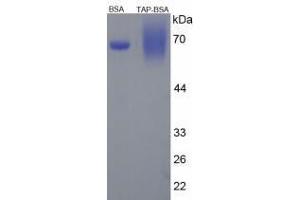 Image no. 2 for Trypsinogen Activation Peptide peptide (BSA) (ABIN5666013) (Trypsinogen Activation Peptide peptide (BSA))