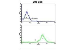 Flow cytometric analysis of 293 cells using MOBP Antibody (N-term)(bottom histogram) compared to a negative control cell (top histogram). (MOBP anticorps  (N-Term))