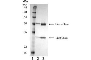 SDS-PAGE analysis of : Lane 1: MW marker, Lane 2: 1 μg , Lane 3: 2 μg BCMA (mouse) monoclonal antibody (Vicky-2), integrity of antibody is shown as both light chain and heavy chain are present. (BCMA anticorps  (Extracellular Domain))