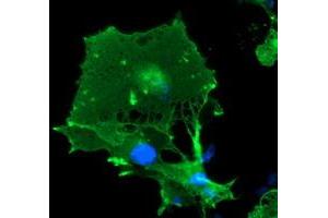 Anti-LIMK1 mouse monoclonal antibody (ABIN2454653) immunofluorescent staining of COS7 cells transiently transfected by pCMV6-ENTRY LIMK1 (RC218058). (LIM Domain Kinase 1 anticorps)