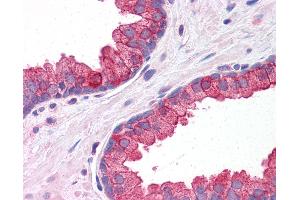 Anti-KLHL15 antibody IHC of human prostate. (KLHL15 anticorps  (C-Term))