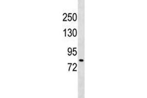 DCLK2 antibody western blot analysis in 293 lysate. (DCLK2 anticorps  (AA 167-196))